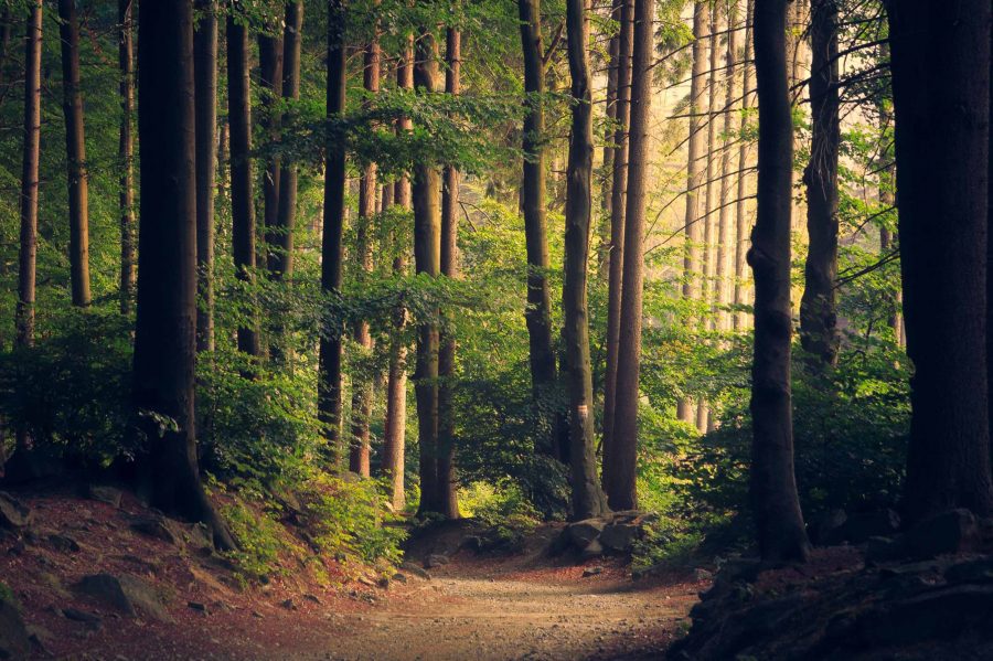 walking through forest on dirt road
